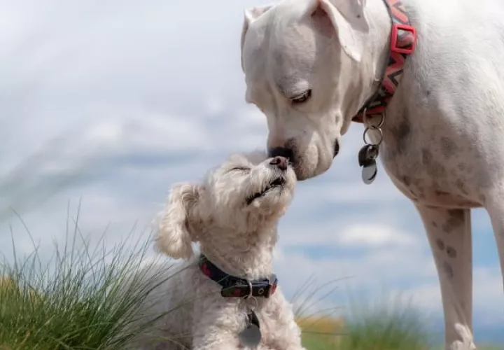 Los perros tiende a olerse la parte trasera para conocerse, también hasta para marcar territorio.  Pixabay