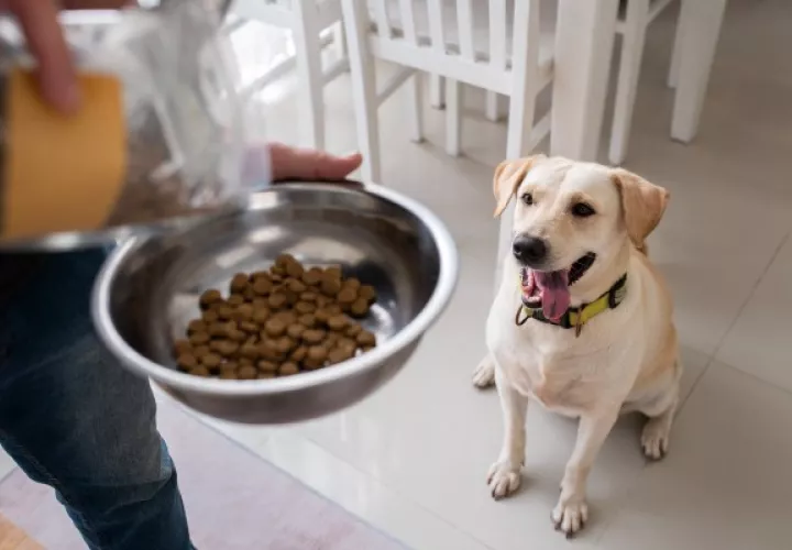  Dueños de mascotas están gastando más de 150 dólares al mes en alimento para perros. Foto / Freepik. 