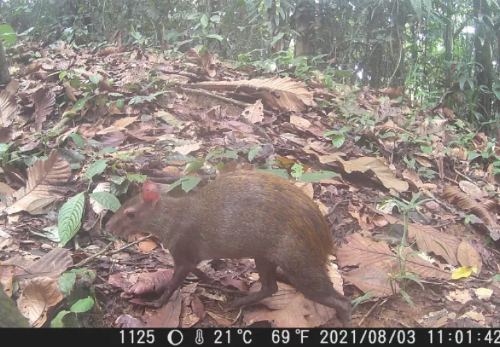 El Dasyprocta punctata, conocido popularmente como ñeque, fue la especie más abundante que hallaron los investigadores. Cortesía/Nelson Guevara