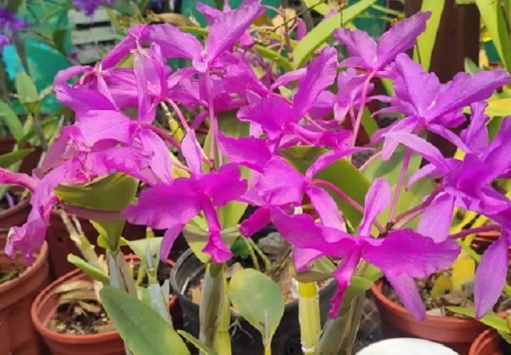 Los visitantes podrán observar más de 300 variedades de orquídeas nacionales y extranjeras. Foto: José Vásquez