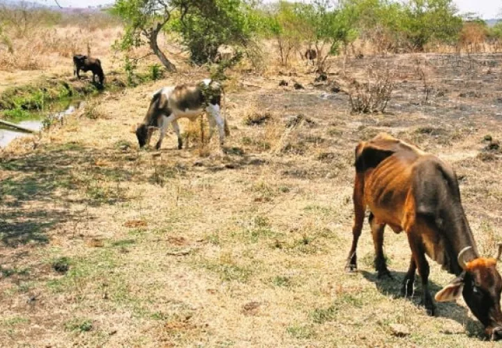 Fenómeno de El Niño amenaza a Panamá y pone en vilo a la producción agropecuaria. Foto: Archivos