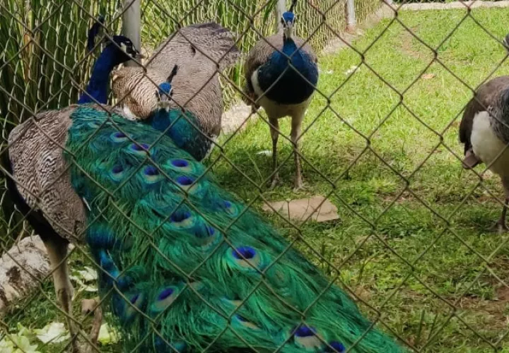 El brillo en el plumaje de los pavos reales se debe a una estructura cristalina microscópica que refleja diferentes longitudes de onda de luz.