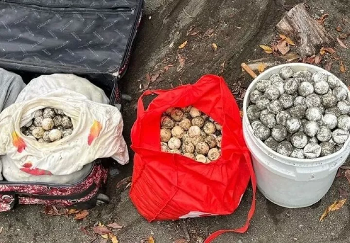 El primer decomiso de 1,857 unidades se dio en  la comunidad de Horcones, en Cambutal de Tonosí. Foto: Thays Domínguez, 