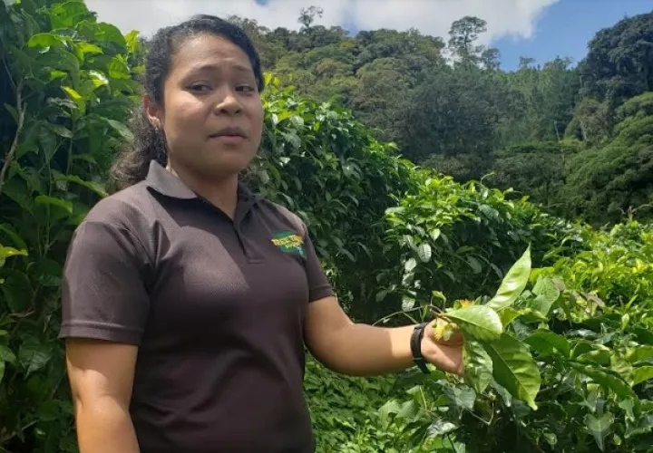 La guía de Tree Trek Boquete en el recorrido por las plantaciones de té. Foto: Fanny Arias