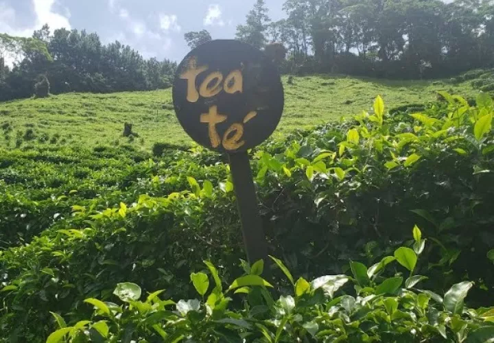 Plantaciones de té. Foto: Fanny Arias