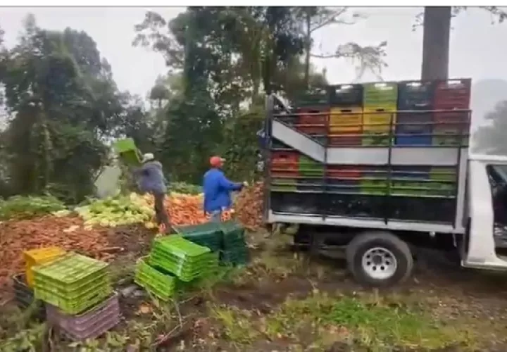 Productores han tenido que botar sus cosechas. Archivo.