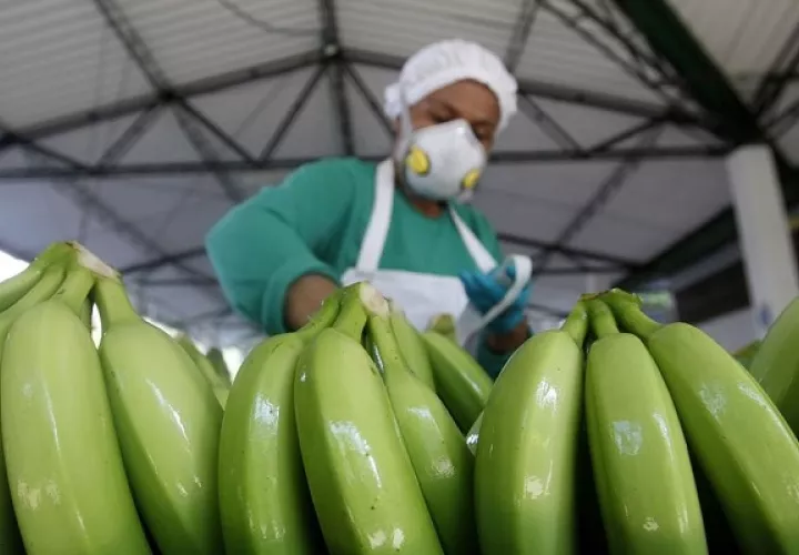 Costa Rica dice que su banano es el mejor del mundo porque se produce cumpliendo con políticas sociales y ambientales sostenibles. Foto: EFE
