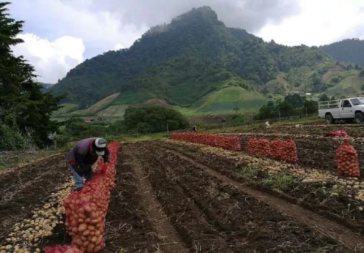 Cámara de Comercio insta a trabajar hacia la efectividad y la productividad del sector agropecuario. Foto: Archivos