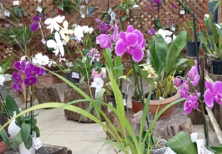 Ya se han evaluado las más de 900 muestras de orquídeas y plantas en especies.. Foto Cortesía