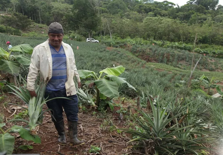    Agricultor cosechando productos para la Asociación Donlap. Foto/cobrepanama.com