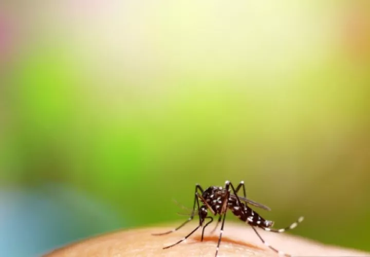 No hay tratamiento y solo las personas que ya han tenido dengue son elegibles para la vacuna. Foto: Pexels/Ilustrativa
