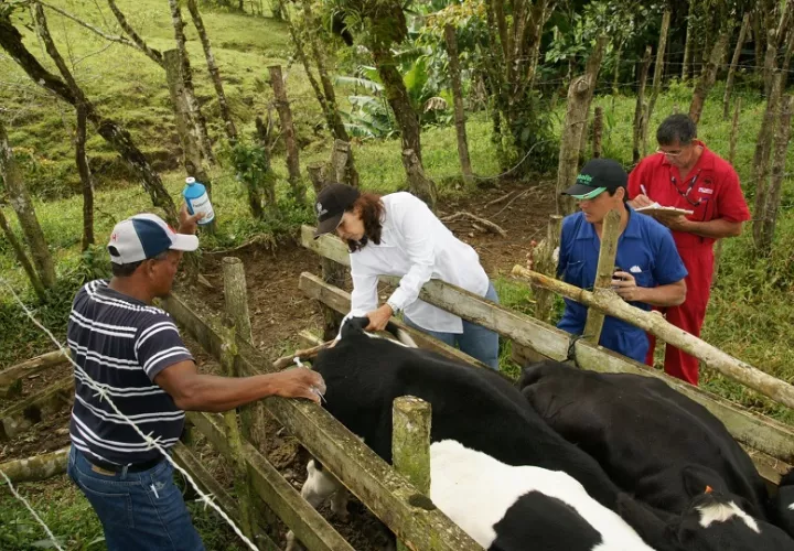 En lo que va del año se han registrado más de 11,000 casos de gusano barrenador. Foto: Cortesía/Copeg