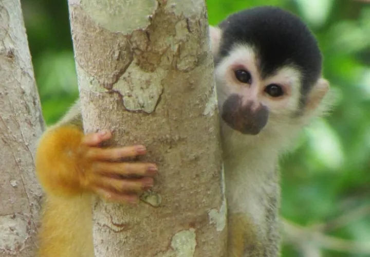 Los primates serían el gran atractivo de esta ruta turística. Foto: Cortesía