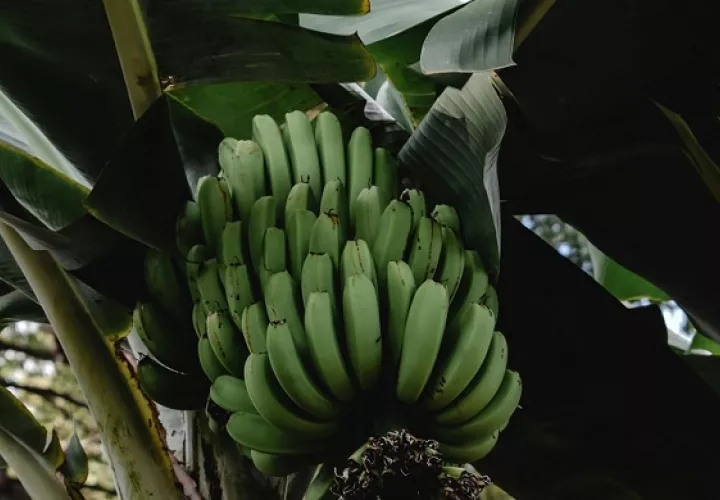 Las exportaciones de banano cayeron en 15%. Foto ilustrativa