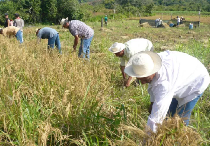 Importación preocupa a productores de arroz. Foto: Archivo