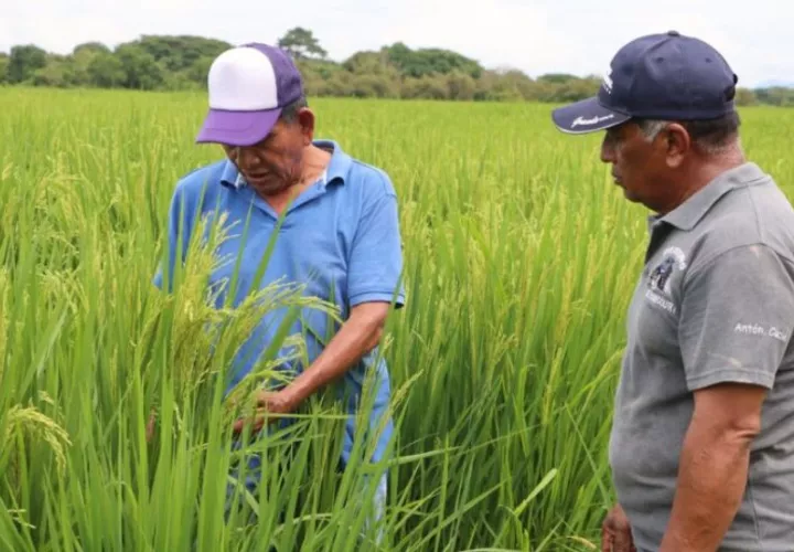 Producción de arroz. Foto: Cortesía Mida
