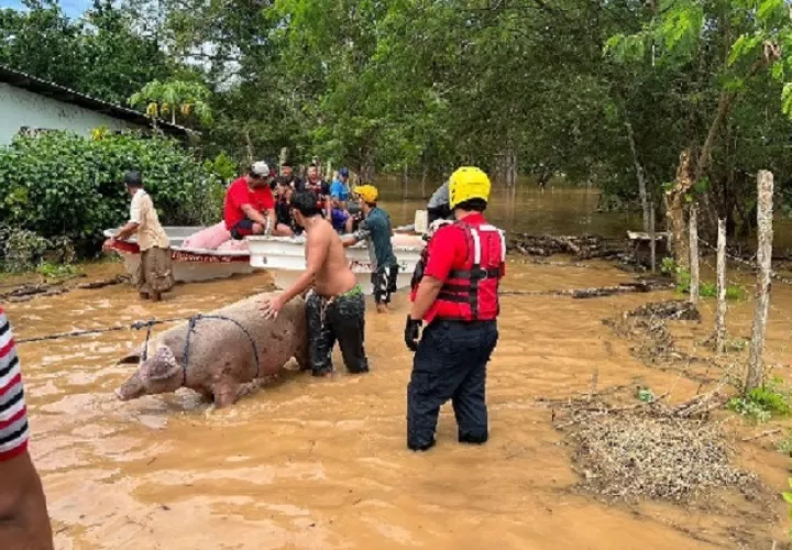 Las inundaciones pueden afectar la producción porcina de la provincia de Los Santos, como ya ha ocurrido.