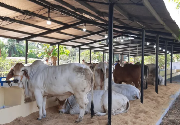 Productores de leche piden acercamiento con autoridades. Foto: Thays Domínguez 