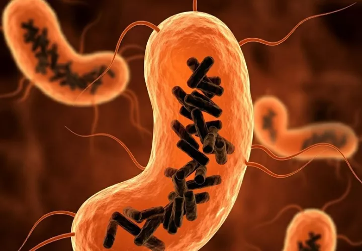 Recreación de bacterias intestinales (células en color naranja) infectadas por Obeliscos (varillas negras). Foto:  EFE/IBMCP 