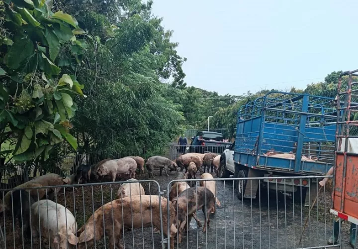 Productores porcinos de Los Santos fueron auxiliados para evitar pérdidas. Foto:Cortesía Mida