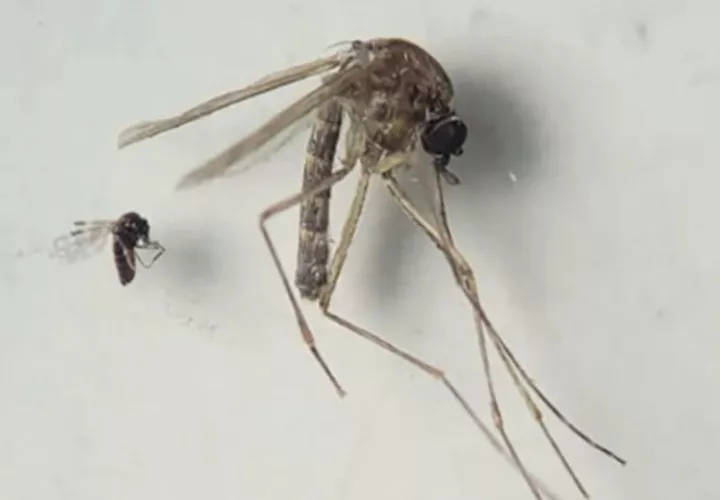 El virus circula en Brasil, Sudamérica y se ha detectado en Panamá. Foto: Cortesía
