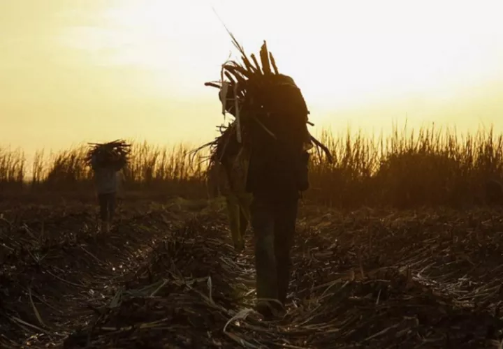 Granjeros mientras recolectan azúcar de caña en una plantación en Diabaly, Malí. EFE