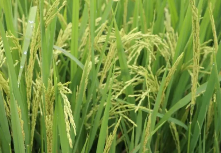El arroz producido por riego representa alrededor del 15% de la producción total del grano en el país. Foto: Cortesía.
