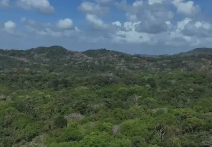 El Ministerio de Ambiente de Panamá alerta el "preocupante" aumento de la deforestación y degradación en el país. EFE