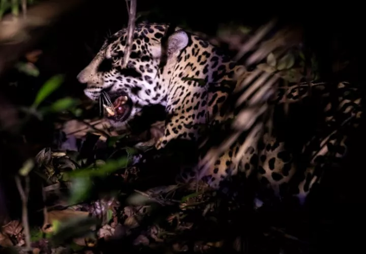 En Panamá hay 270 jaguares en un área de aproximadamente 2,876,915 hectáreas- Foto: Cortesía