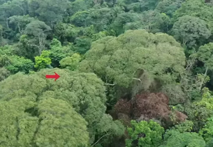 Vista del Dipteryx oleifera más de 20 días después de ser alcanzado por un rayo. Foto:  Evan Gora /Screenshot 
