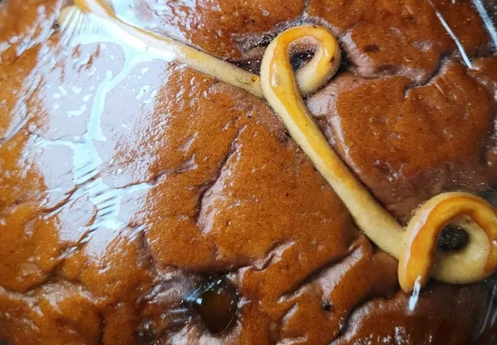 Los colonenses mantienen la tradición del pan dulce en sus mesas.