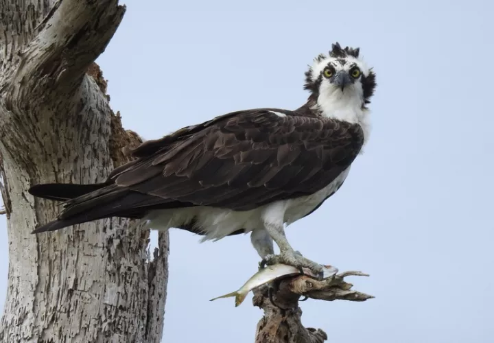 El  vuelo  de las aves migratorias simboliza la libertad y la fragilidad de nuestros ecosistemas.. Foto: Cortesía