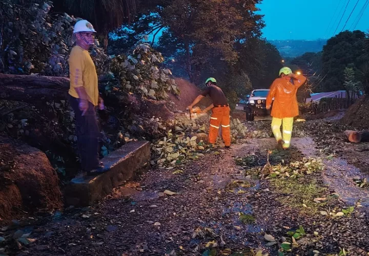 En Chiriquí cayeron algunos árboles en la vía. Foto. Sinaproc