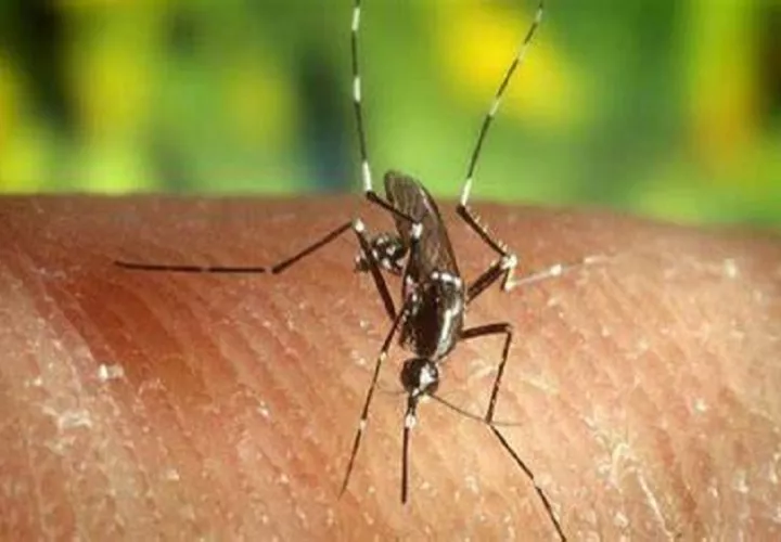 Esta enfermedad es transmitida a través del mosquito Anopheles. Foto: Cortesía