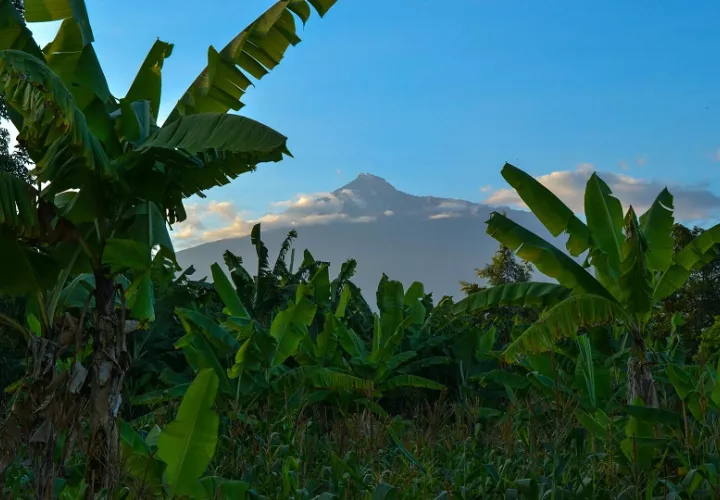 Falta de mantenimiento afecta las plantaciones. Foto: Pexels