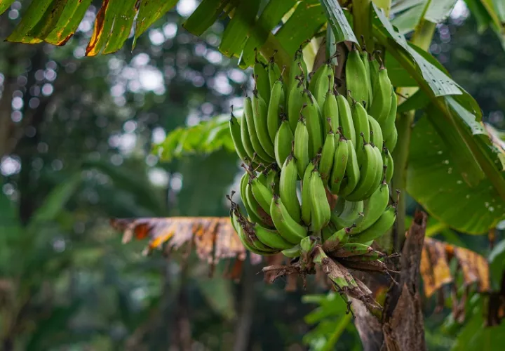 Las pérdidas de la empresa ascienden a más de 75 millones de dólares. Foto: Pexels