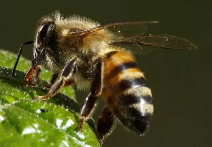 En las últimas 72 horas los bomberos atendieron 56 capturas de abejas africanas