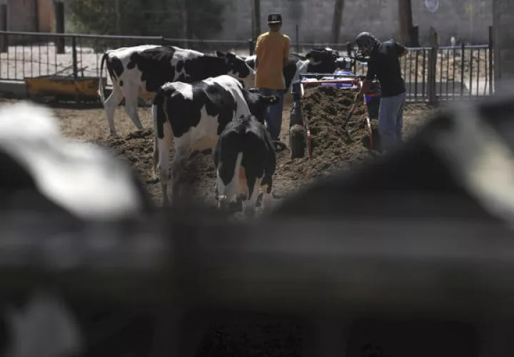 Los ganaderos deben reportar casos sospechosos. Foto EFE
