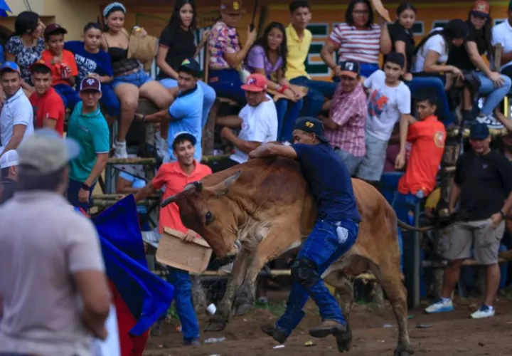 Una persona se monta sobre un bovino durante una corrida de toros del Festival Nacional de la Mejorana. Foto: EFE