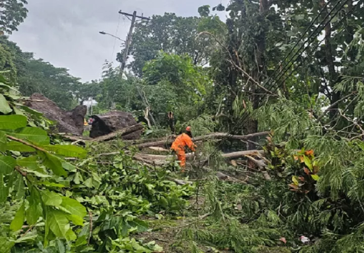 Un árbol cayó encima del tendido eléctrico en la comunidad de Puerto Escondido. Cortesía
