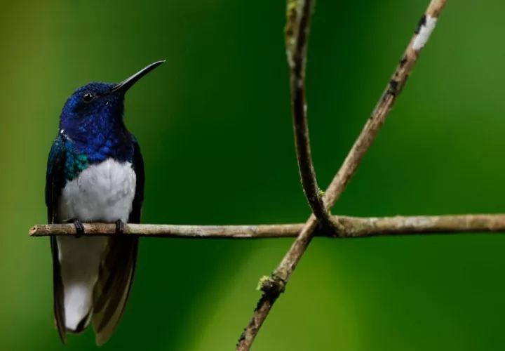 Centroamérica es una región con una biodiversidad asombrosamente diversa. Foto: EFE