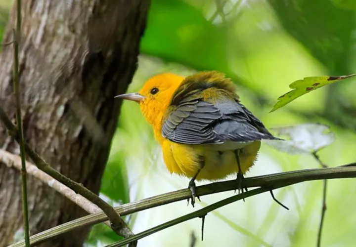 Un 'Prothonotary Warbler' en el bosque tropical de Gamboa en Ciudad de Panamá (Panamá). Foto: EFE