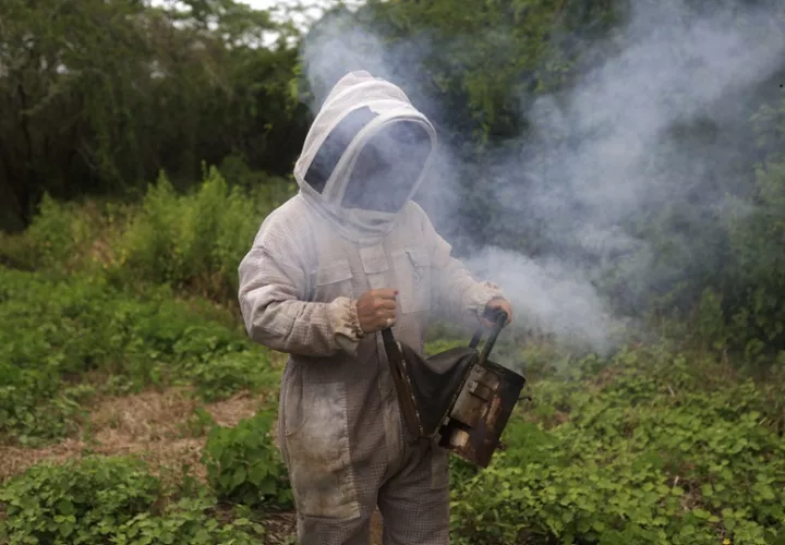 Una integrante de la Asociación de Mujeres Amantes del Manglar (Amuram) preparando un ahumador para inspeccionar paneles de abejas, en el corregimiento París (Panamá). EFE/ Bienvenido Velasco