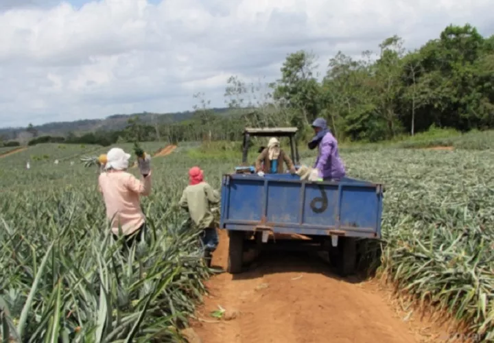 La piña es un rubro con un costo de aproximadamente 20,000 dólares por hectárea. Además de depender del mercado internacional. Foto. Eric Montenegro