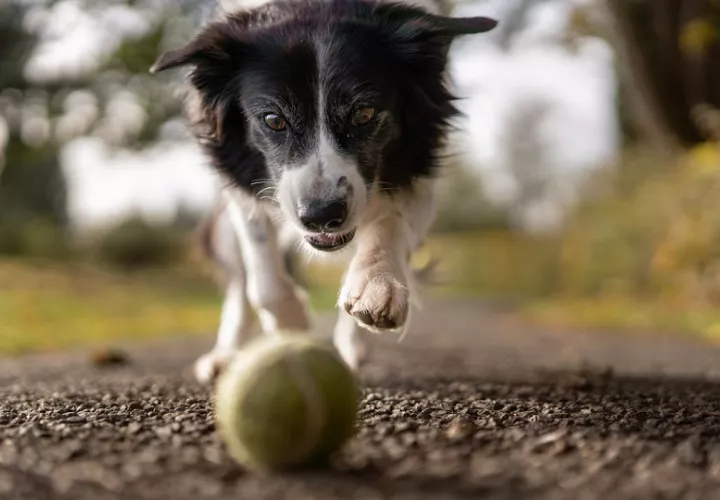 Solo  un grupo de perros muy reducido ha demostrado la capacidad de aprender nombres de objetos. Foto: Pexels