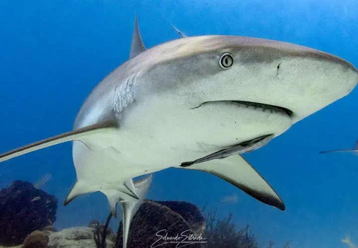 Esta medida estará vigente hasta que se desarrollen investigaciones científicas por especie Foto @eestrada_wildlifephoto