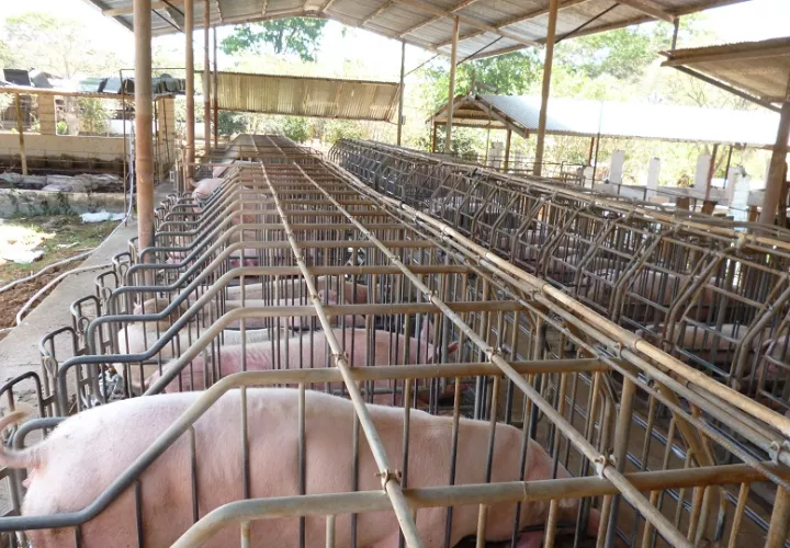 Los productores reiteraron su disposición al diálogo, pero insistieron en la necesidad de políticas públicas que aseguren condiciones justas de competencia y eviten el debilitamiento de uno de los sectores productivos más importantes del país. Foto. Melquíades Vásquez
