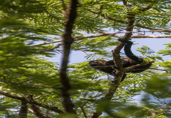 Datos nacionales indican que el 43 % de los anfibios, el 34 % de las aves y el 24 % de los mamíferos del país están en alguna categoría de riesgo. Foto: Cortesía 