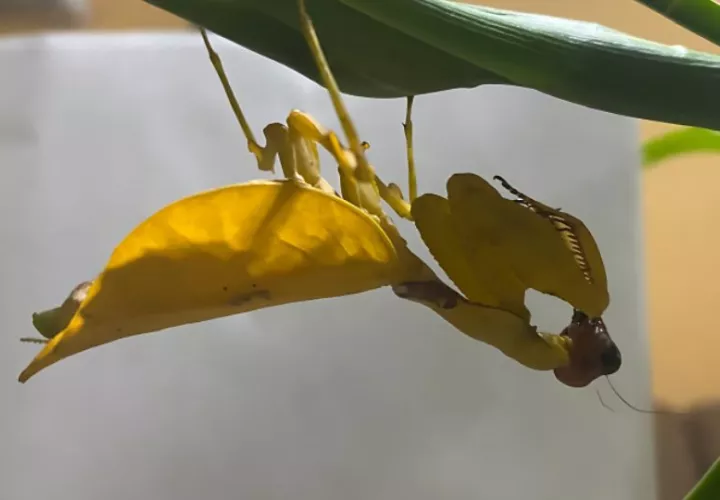 Mantis religiosa amarilla. Foto: Cortesía