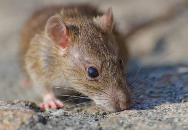 El roedor silvestre es el principal transmisor del hantavirus en áreas rurales de Panamá.